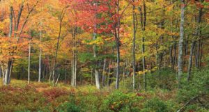 Eastern deciduous forest in autumn. Credit: Nicholas A. Tonelli.