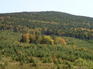Forestry landscape with patch retention