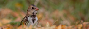 Harris's Sparrow is on the D-Yellow Watch List © Ian Davies/eBird