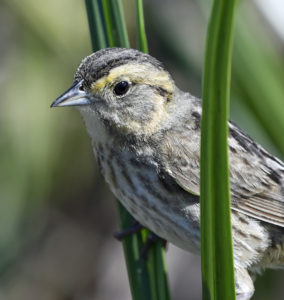 Saltmarsh Sparrow en la costa de Maine en Popham Beach State Park © Dave Krueper c