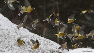 Les troupeaux de gros-becs errants descendant sur les mangeoires d'oiseaux de basse-cour deviennent un spectacle rare. Cette espèce nomade a élargi sa distribution dans l'est de l'Amérique du Nord au début du XXe siècle, mais a largement disparu de nombreuses régions depuis les années 20. Gros-bec errant © Laval Roy/Bibliothèque Macaulay, Cornell Lab of Ornithology