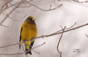 New to the PIF Watch List, the Evening Grosbeak has the dubious honor of experiencing the steepest population decline (92% since 1970) of all land birds in the continental U.S. and Canada. Causes of this decline are largely unknown. Evening Grosbeak © Joanne Smith/Macaulay Library, Cornell Lab of Ornithology