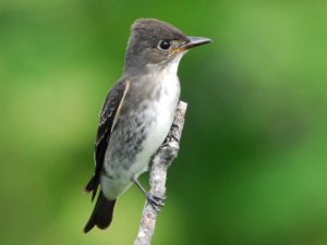 Sallying from the tops of the tallest trees, Olive-sided flycatchers depend on aerial insects year-round—steep declines in this Yellow Watch List species parallel declines in other aerial insectivores such as swifts, swallows, and nightjars. ©Jerry Chen/Macaulay Library, Cornell Lab of Ornithology