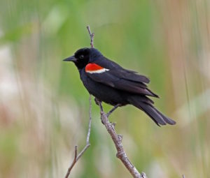 The Tricolored Blackbird has one of the most restricted ranges of any North American bird, with 99% of its breeding population in the Central Valley of California. This Red Watch List species has declined precipitously and breeding populations are severely threatened by current agricultural practices. © Nigel Voaden/Macaulay Library, Cornell Lab of Ornithology