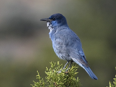 Reversing declines of Pinyon Jay can best be achieved by improved management of pinyon-juniper woodlands on public lands.