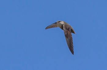Chimney Swift in flight