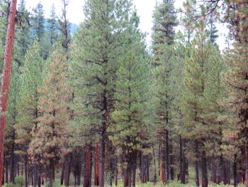 The Flammulated Owl breeds in pine forest of western North American, Idaho © Katja Schultz (https://www.flickr.com/photos/treegrow/)