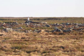 The Snowy Owl has a circumpolar distribution; nesting in Arctic tundra (can you spot the owl in this photo?). © Christian Artuso