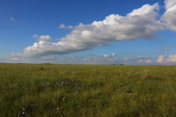 Community pasture is an important habitat for several grassland bird species